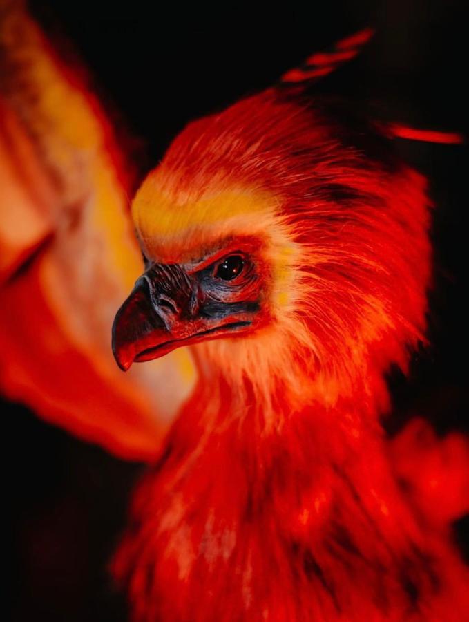 Sorcier Magique & Experience Immersive Кан Экстерьер фото